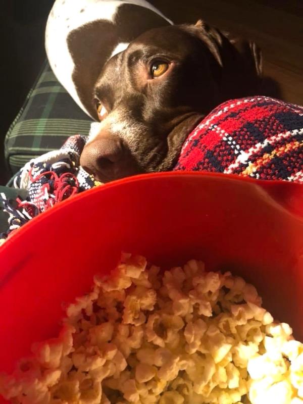/Images/uploads/Southeast German Shorthaired Pointer Rescue/segspcalendarcontest2018/entries/8691thumb.jpg